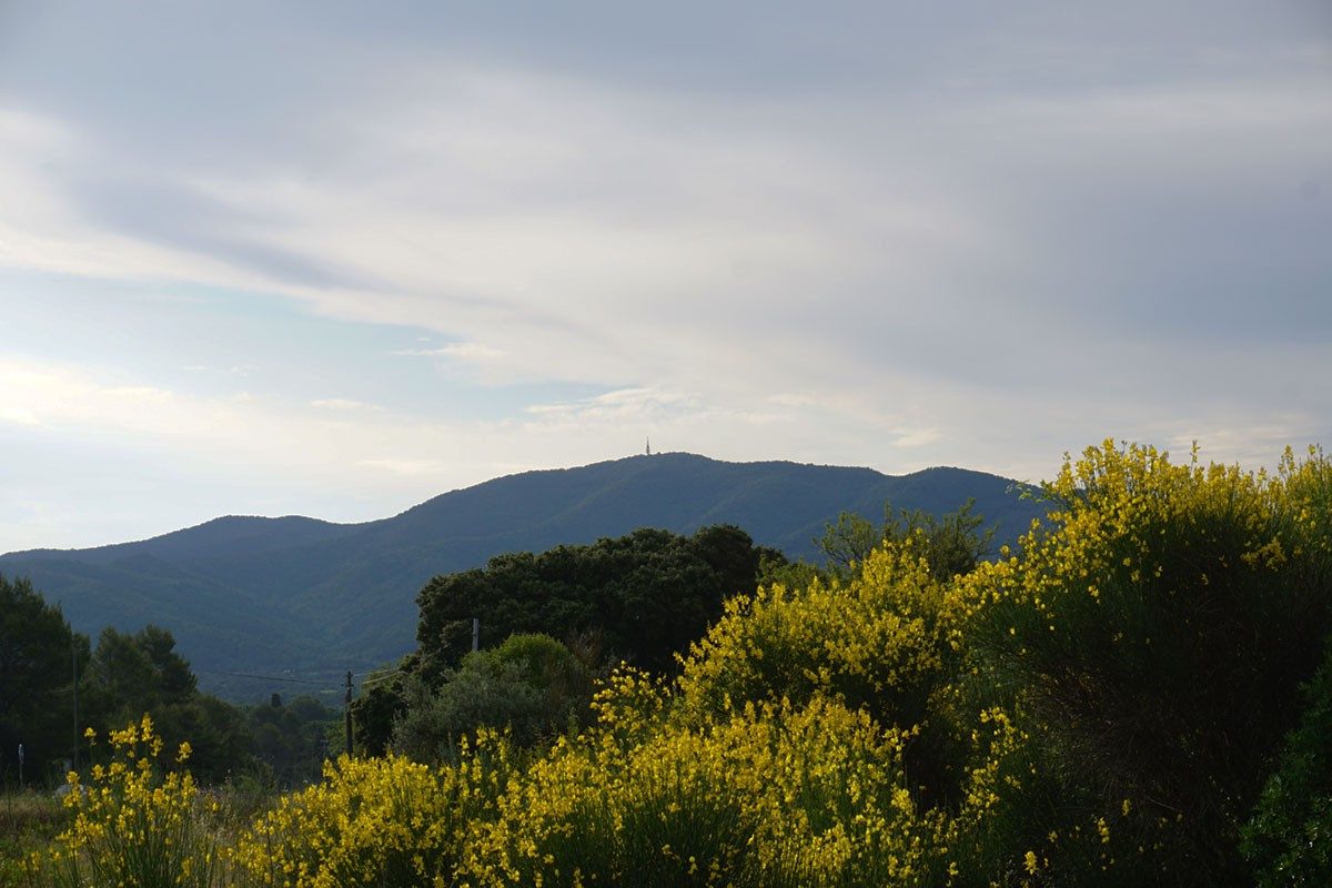 Se rendre à Pignans