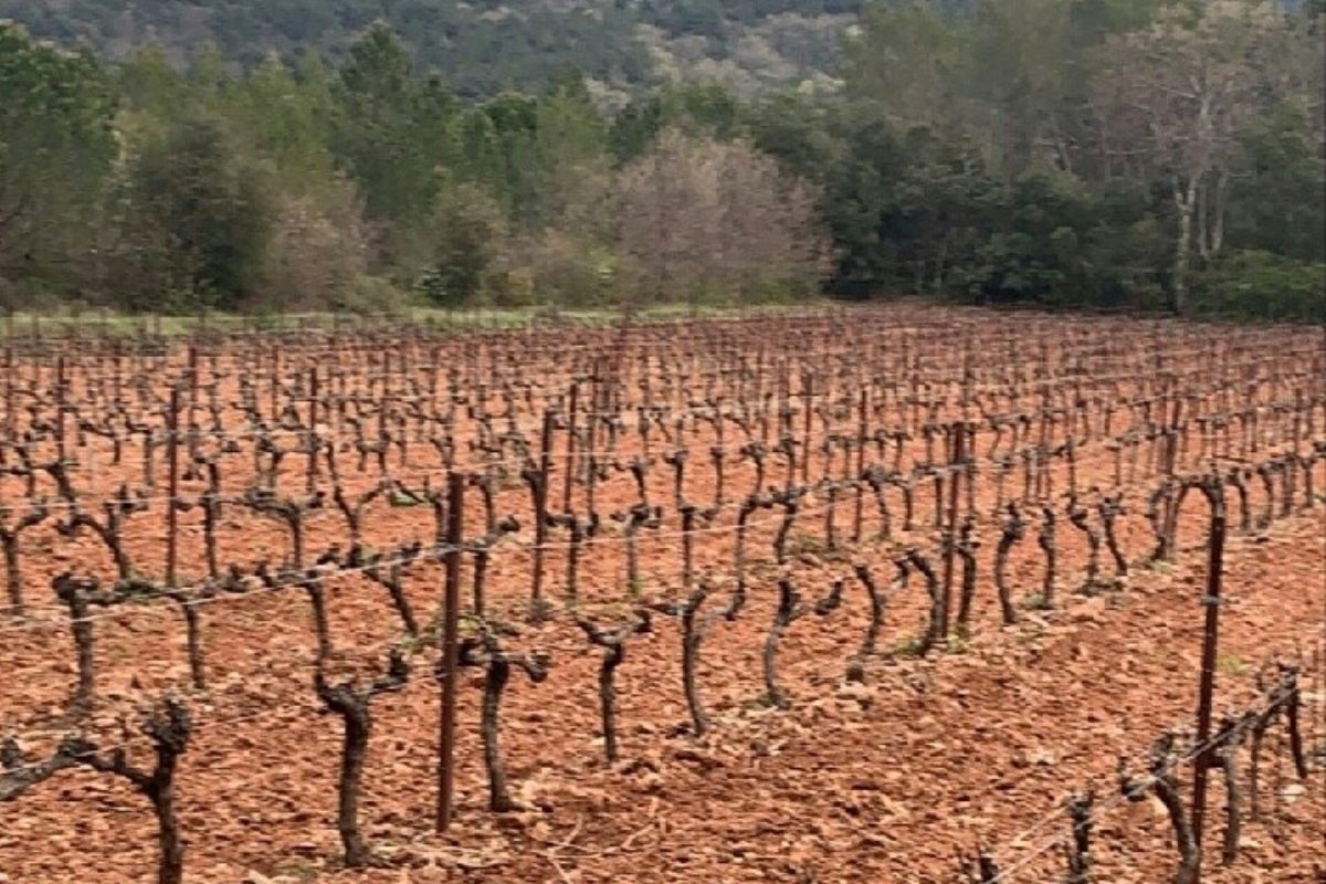 Dégâts dans les vergers/vignes suite au gelées de mars