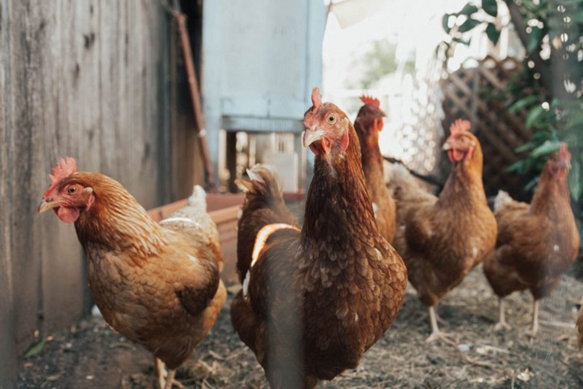 🔴[Influenza aviaire] Passage à risque élevé sur l’ensemble du territoire national
