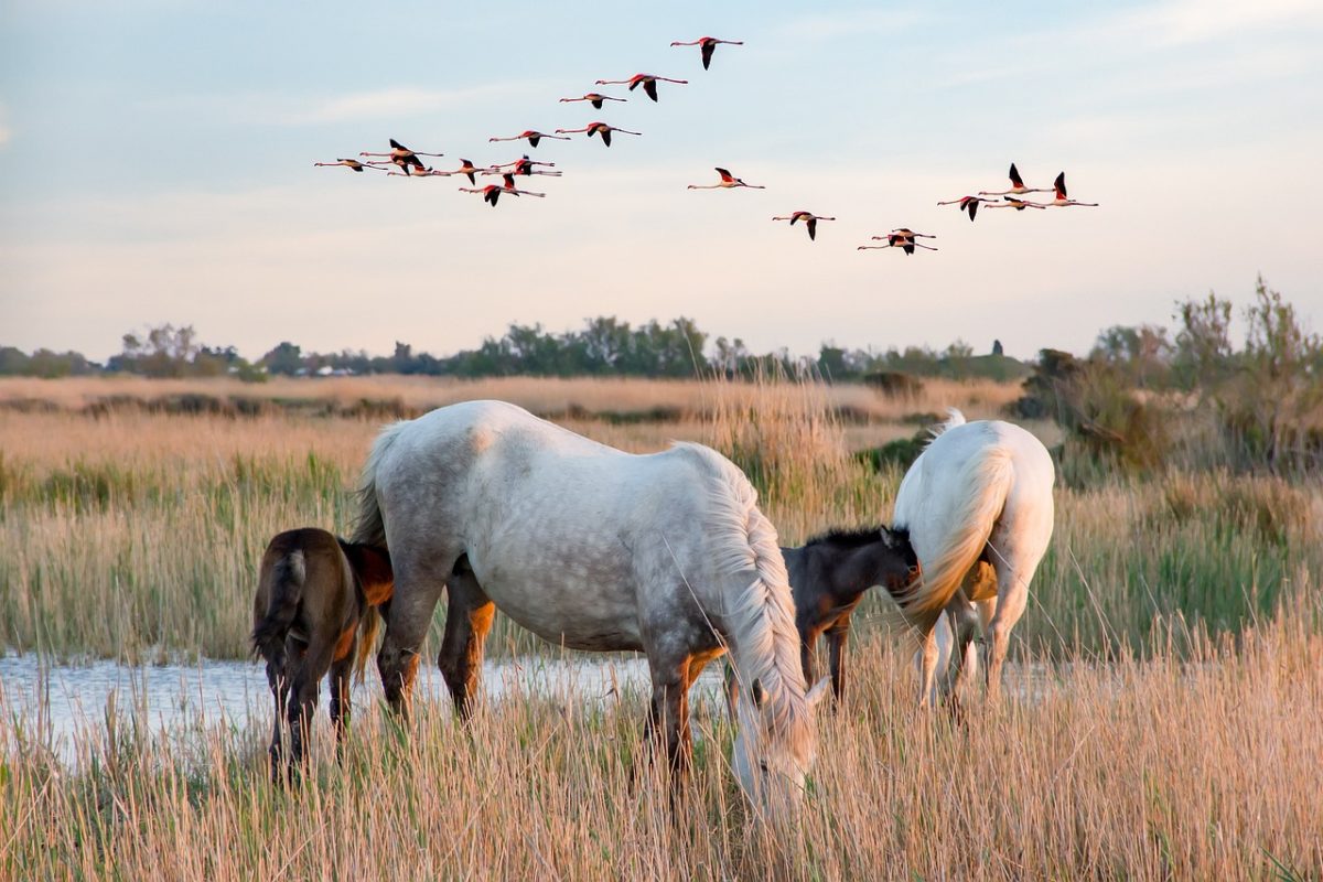 [CCAS] 2 juin – Journée découverte en Camargue