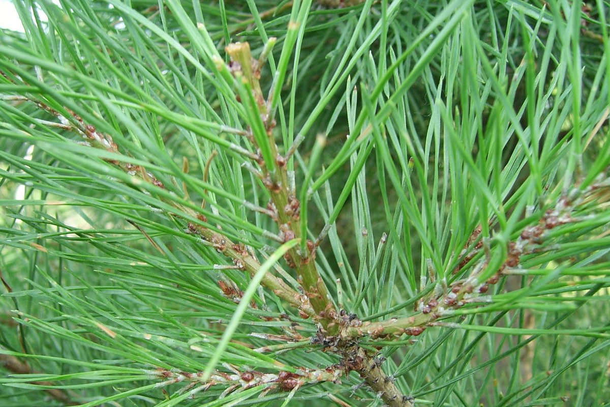 Cochenille tortue du pin (Toumeyella parvicornis)