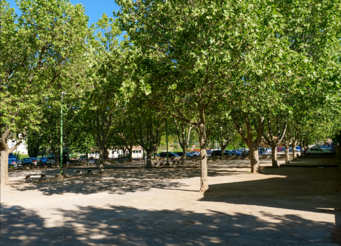boulodrome de Pignans avec des platanes
