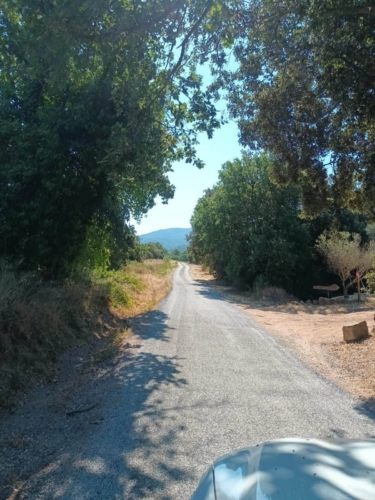 Un chemin de terre avec des arbres de chaque côté