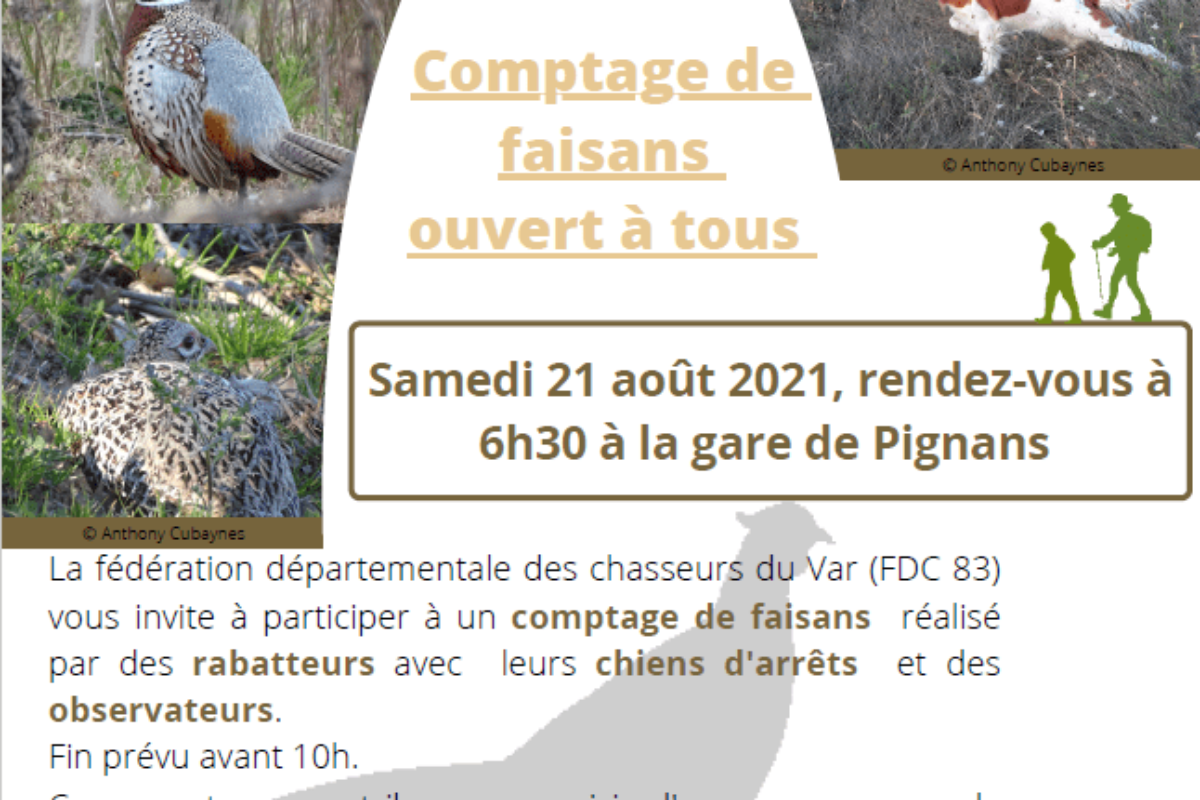 [Chasse] Comptage de faisans