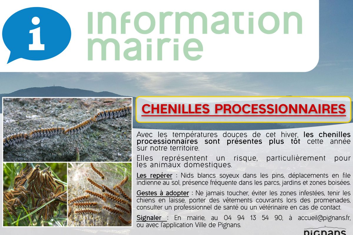 ðð¨Chenilles processionnaires