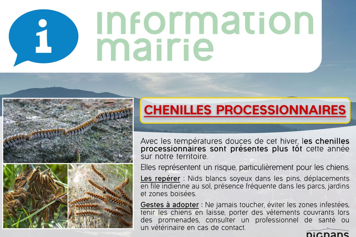 ðð¨Chenilles processionnaires