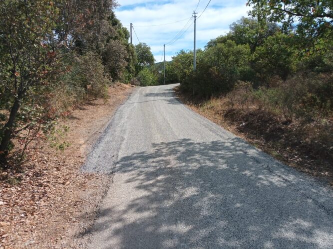 a road with trees on the side