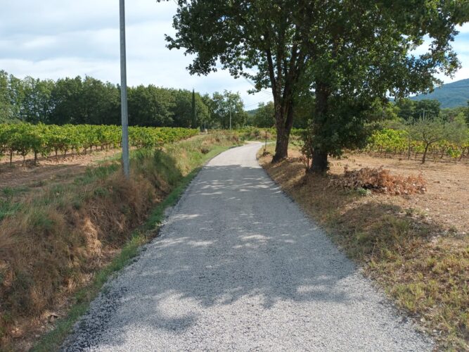 a road with trees on the side