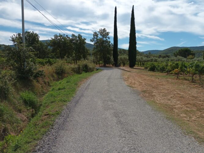 a dirt road with trees on either side of it